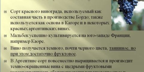 Karakteristike vinske sorte malbec